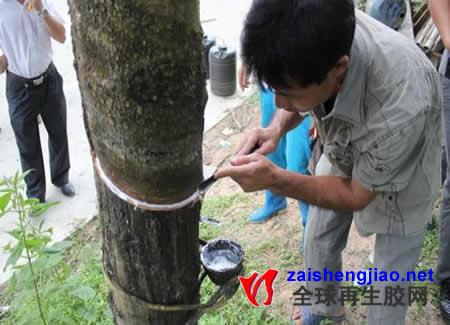 天然橡胶生产过程(组图)