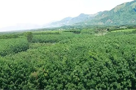 海南橡胶全资子公司加入大型仪器平台，助力科技创新
