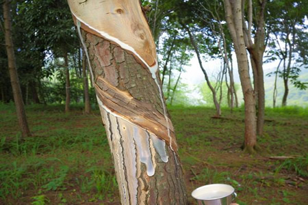 天然橡胶SCRWF价格17750元/吨