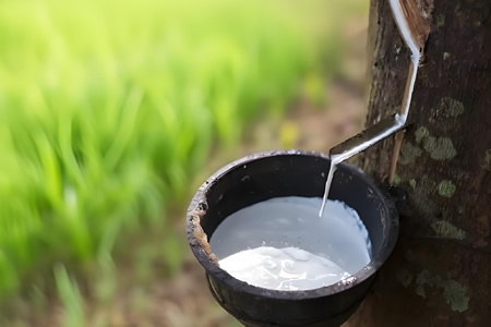 浙江与上海天然乳胶价格小幅上涨100元/吨
