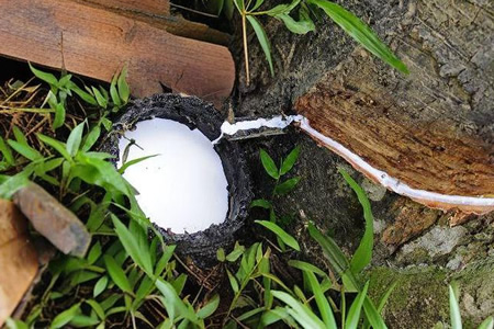 云南天然橡胶价格13900-15300元/吨