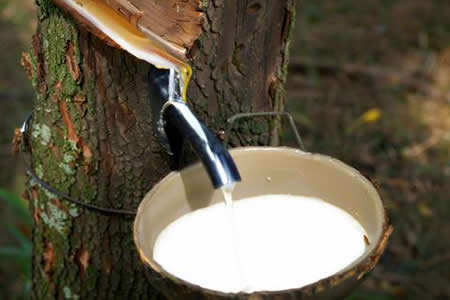 泰国产区天然胶原料价格稳中小涨