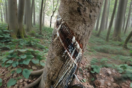版纳天然胶原料胶水价格13.2-13.5元/公斤