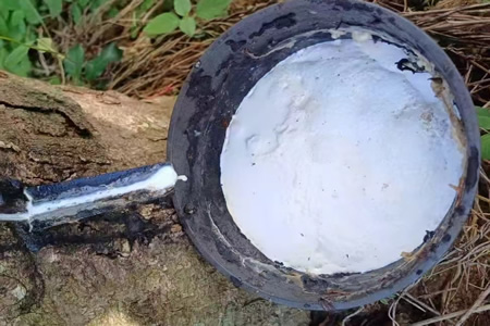 天津天然胶全乳胶现货报价稳定