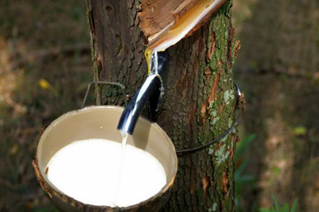 泰国天然胶胶水价格微涨0.1元/公斤