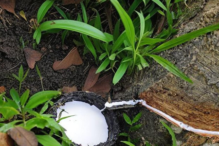 杯胶价格升至54.7泰铢 未来或降至49-50泰铢区间