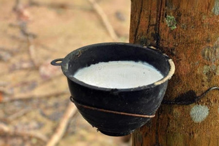 版纳天然胶胶水进浓乳厂价14-14.2元