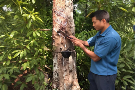 泰国天然胶原料杯胶价格微跌0.2元/公斤