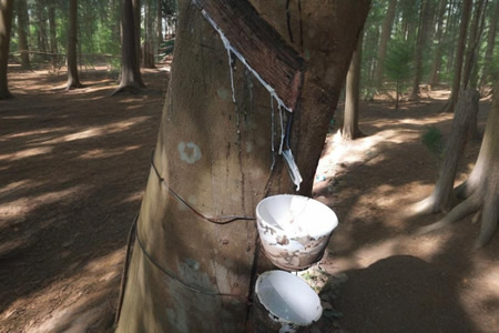 云南天然胶原料胶水收购价12.6-12.8元/公斤