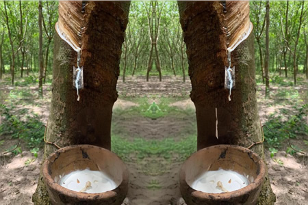 天然乳胶价格走势暂稳 市场供应相对稳定