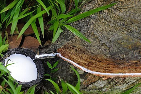 泰国天然胶胶水价格12.2-12.3元/公斤