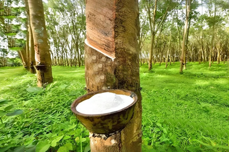 天然乳胶现货价格上涨100-200元