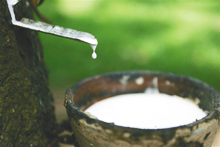 泰国橡胶原料市场升温 烟片胶水杯胶价格齐攀升