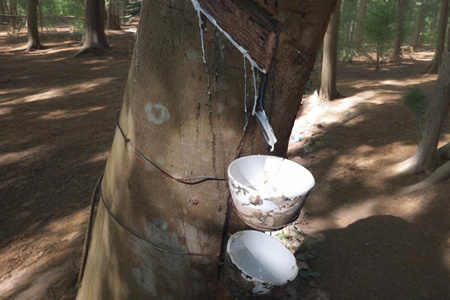 泰国天然胶胶水原料收购价14.8-15元