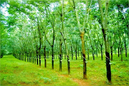 海南天然胶碗底胶收购价格13-13.2元