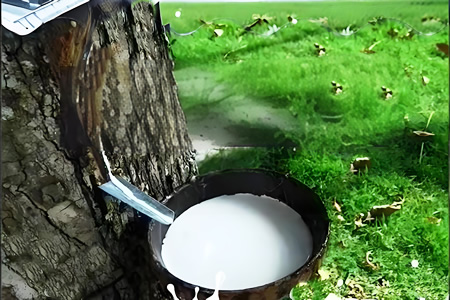 天然乳胶价格走跌300元/吨