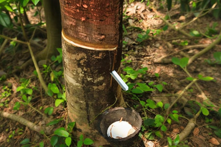 云南天然橡胶胶水价格14.6-15.1元