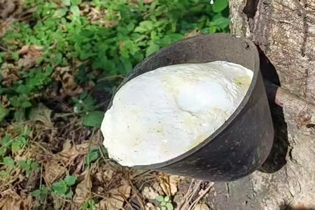天然乳胶价格小幅上涨100-150元/吨