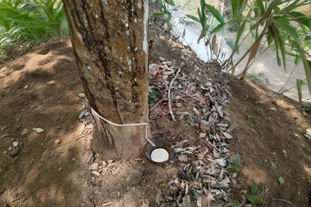 云南天然橡胶胶水价格上涨0.3-0.5元