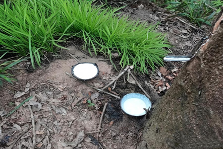 山西天然胶全乳胶价格回落200-300元