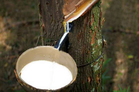 泰国产区天然胶胶水价格跌0.5元/公斤