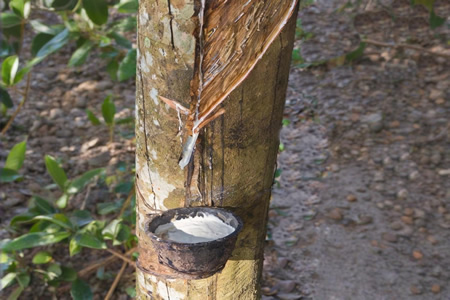 云南天然胶胶水价格上涨0.4元/公斤