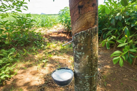 儋州天然胶胶水收购价上涨0.3元/公斤